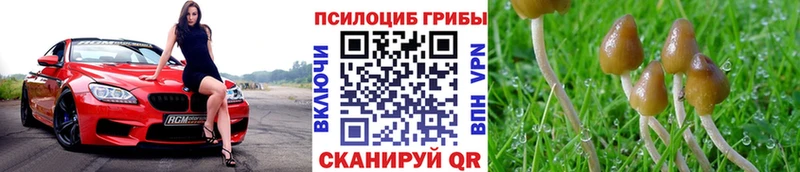 Псилоцибиновые грибы Cubensis  Макаров 